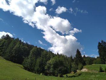 Trees on field against sky