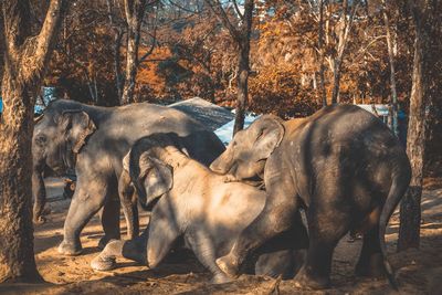 Elephants fighting at forest