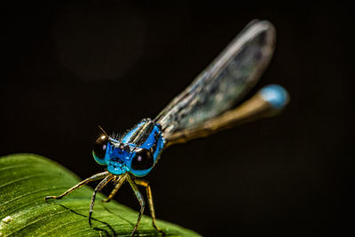 Close-up of butterfly