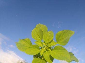 Low angle view of plant against blue sky