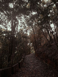 Footpath amidst trees in forest during autumn