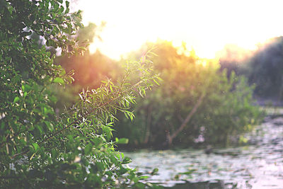 Close-up of plants against sky during sunset