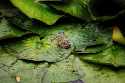 High angle view of frog on leaf