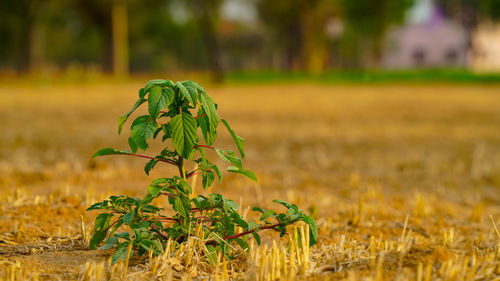 Close-up of plant growing on field