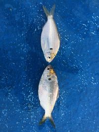 Fish swimming in sea