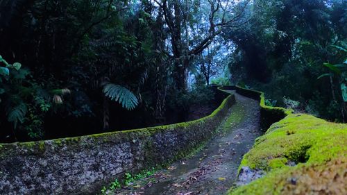 Footpath amidst trees in forest