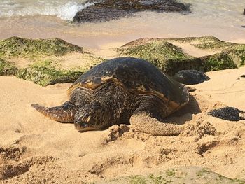 View of a turtle on beach