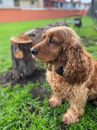 Dog looking away on field