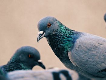 Close-up of bird perching on railing