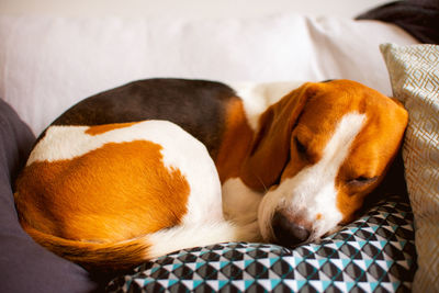 Close-up of a dog sleeping on bed