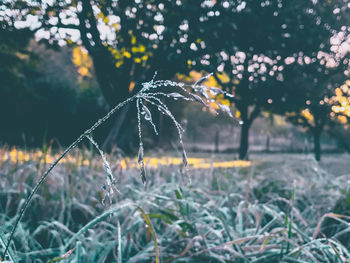 Close-up of dew drops on the grass 