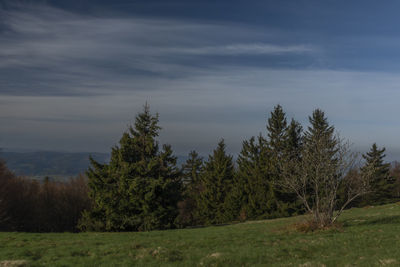 Trees on field against sky