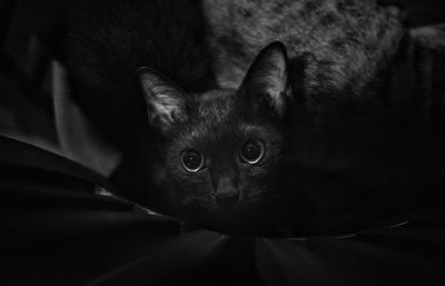 Close-up portrait of cat