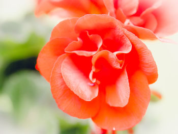 Close-up of red rose