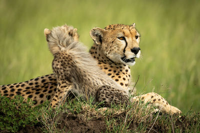 View of a cat on field