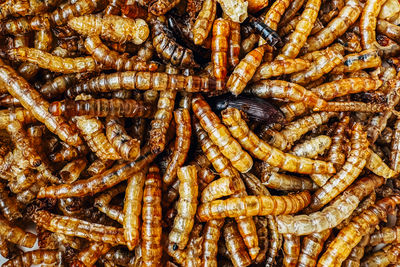 View from above on mealworms