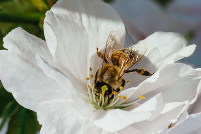 Close up of a bee pollinating white cherry tree flowers.