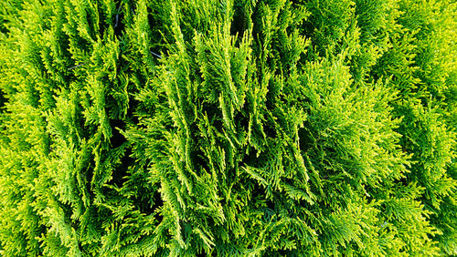 Full frame shot of tree in forest