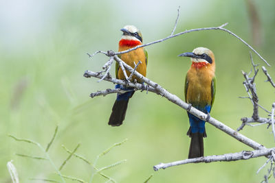 Bird perching on twig