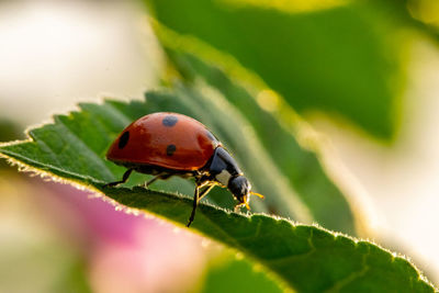 Close-up of ladybug on plant