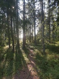 Trees growing in forest