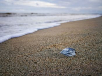 Close-up of seashell on beach