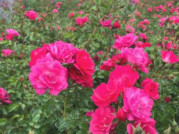 Close-up of pink flowers blooming outdoors