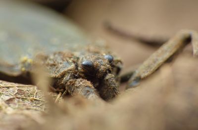 Close-up of insect on land
