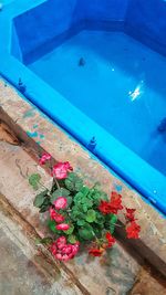 High angle view of pink flowering plants by swimming pool