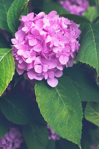 Close-up of purple hydrangea