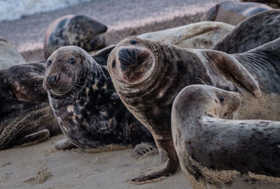 View of seals on beach