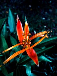 Close-up of orange flower growing in garden