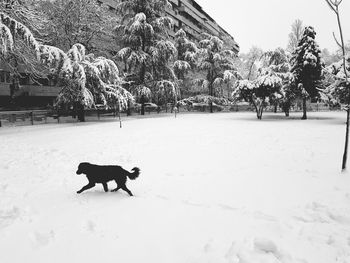 Dog on snow covered field