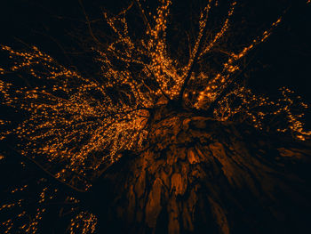 Low angle view of illuminated tree against sky at night