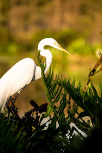 Close-up of a bird