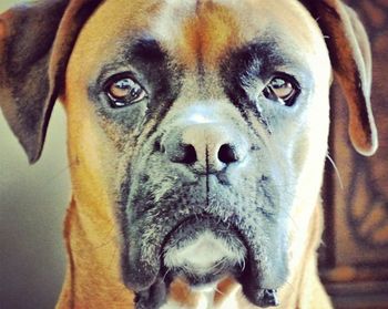 Close-up portrait of dog