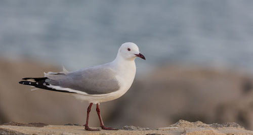 Seagull perching on rock