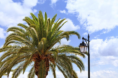 Low angle view of palm tree against sky