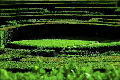 Scenic view of rice field