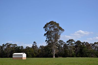 Trees on field against sky