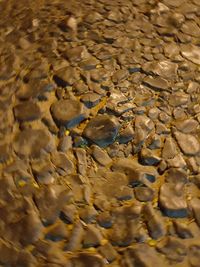 Close-up of turtle in water