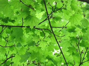 Low angle view of leaves on tree