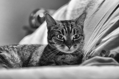 Close-up portrait of cat on bed