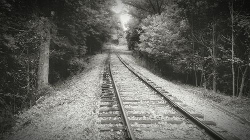 Railroad tracks in forest