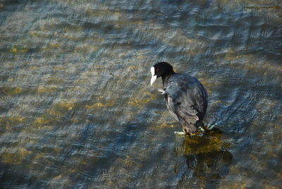 High angle view of bird perching on lake