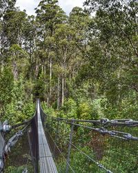 Road passing through forest