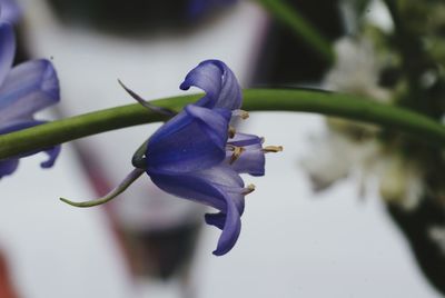 Close-up of purple flowering plant