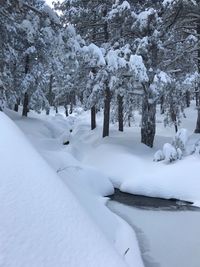 Trees on snow covered field