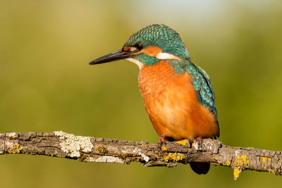 Close-up of bird perching on branch