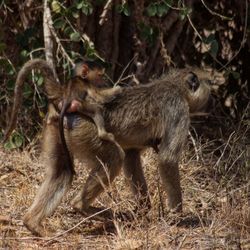 Monkeys in forest